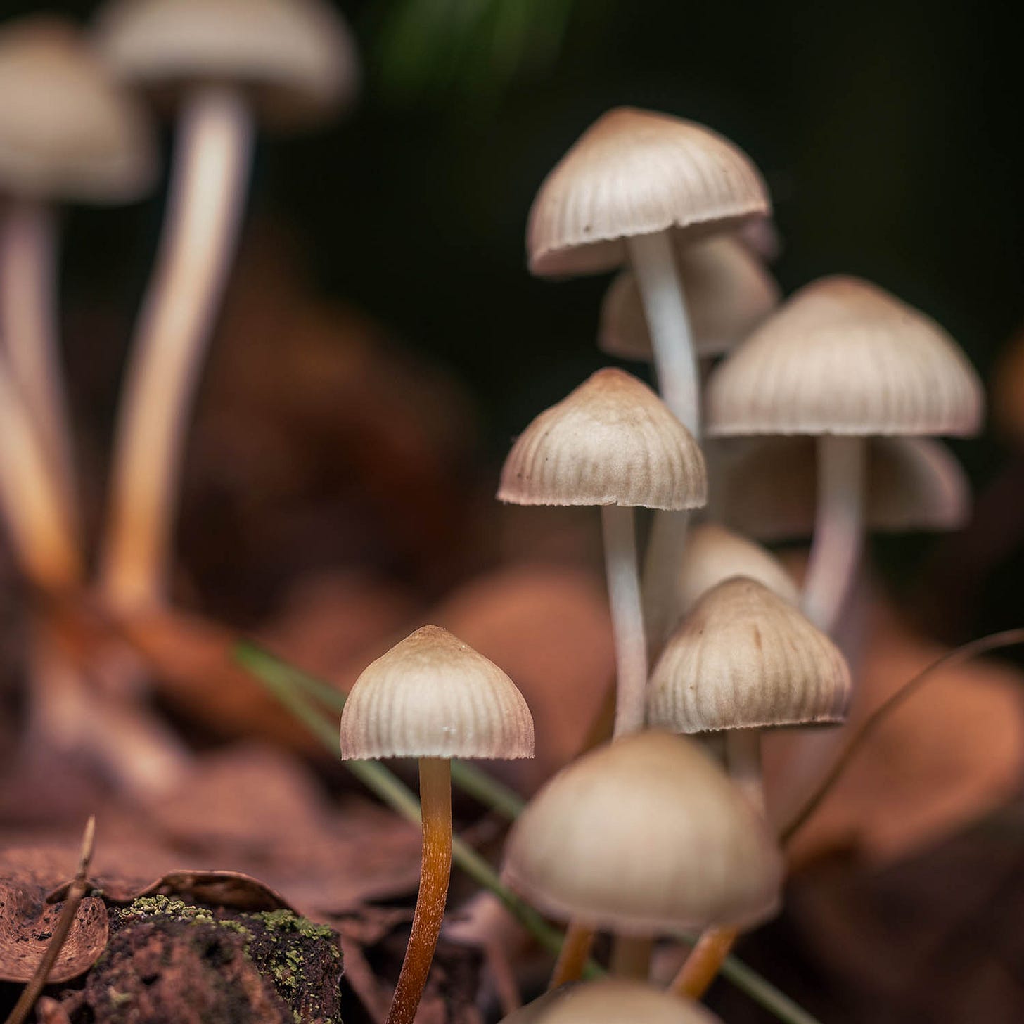 Psilocybin for Mental Health and Addiction: What You Need To Know | NCCIH
