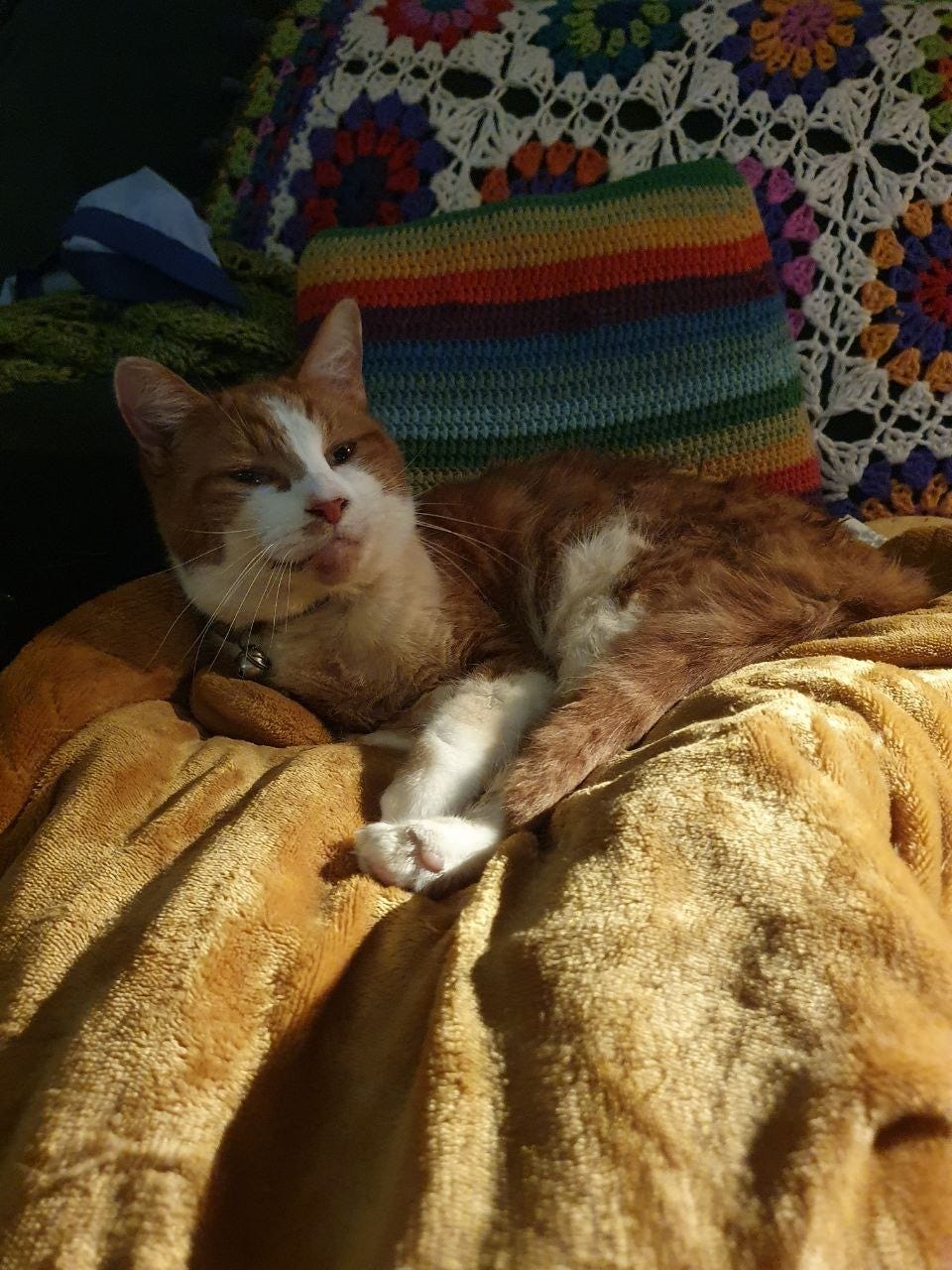 Ginger and white cat relaxing on a golden blanket, with a colourful striped crochet cushion and multicoloured granny-square blanket in the background. Ginger and white cat relaxing on a golden blanket, with a colourful striped crochet cushion and multicoloured granny-square blanket in the background.