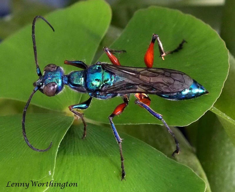 A gorgeous, metallic blue wasp with red legs, sitting on a green leaf.