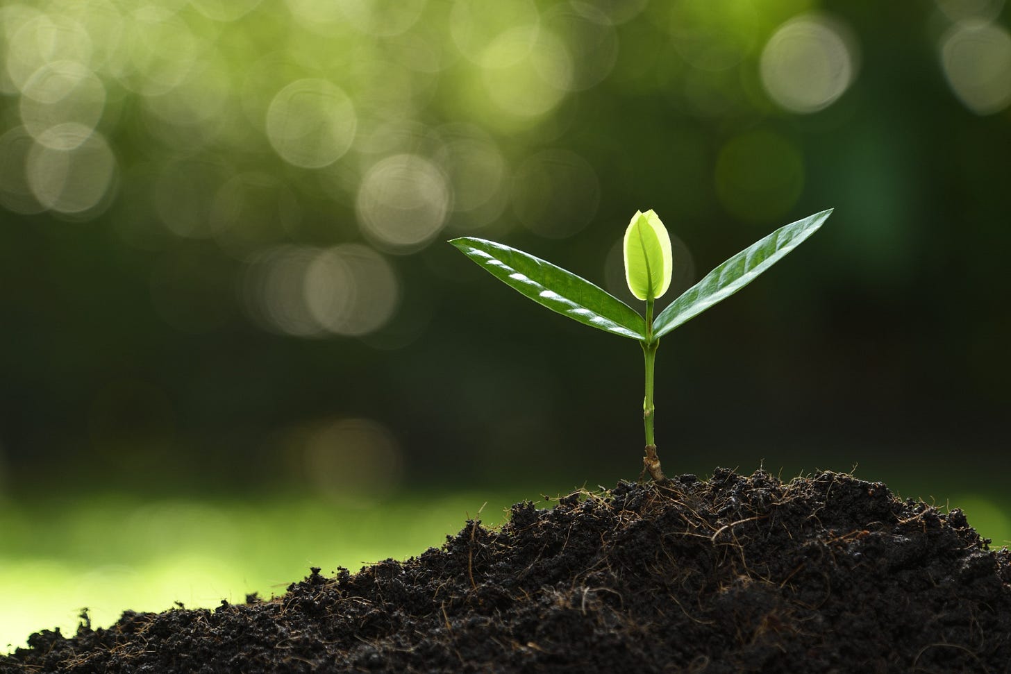 Professional imagery of a seed growing in a modern office setting Professional imagery of a seed growing in a modern office setting