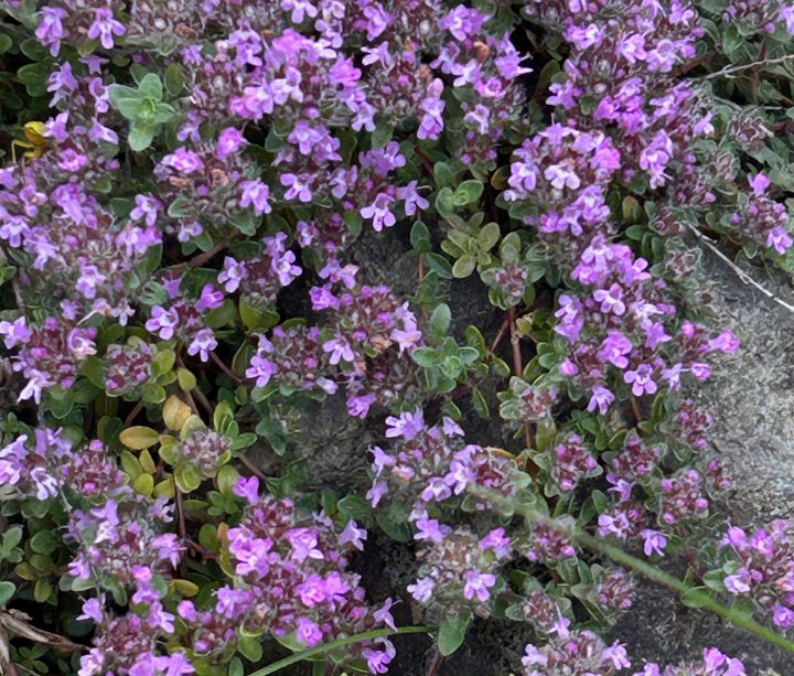 Black and red berries, white andpink flowers