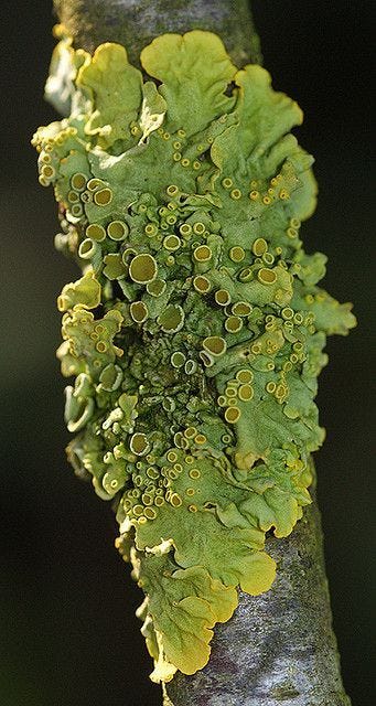 This may contain: a tree branch with green and yellow moss growing on it