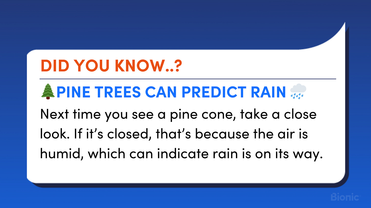 Pine trees can predict rain. Next time you see a pine cone, take a close look. If it’s closed, that’s because the air is humid, which can indicate rain is on its way. 