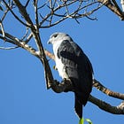 Bird Tour-Forest birds of southeastern Amazonian Brazil-Gray-headed Kite