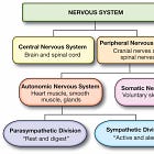 Prime Diet - dietary principles for our whole brain.