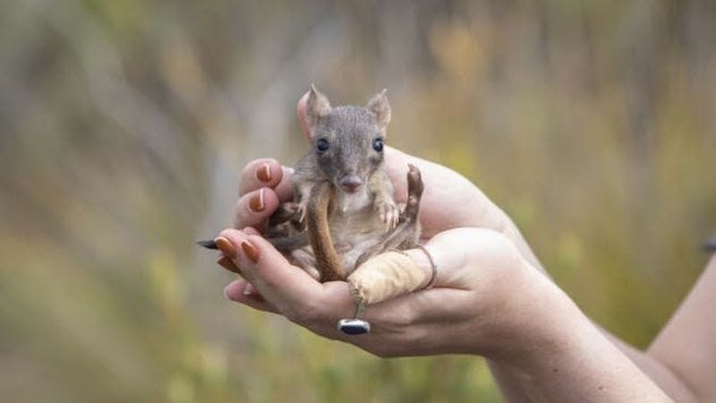 Brush-tailed bettong