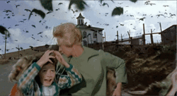 The Birds GIFs - Find & Share on GIPHY The Birds GIFs - Find & Share on GIPHY