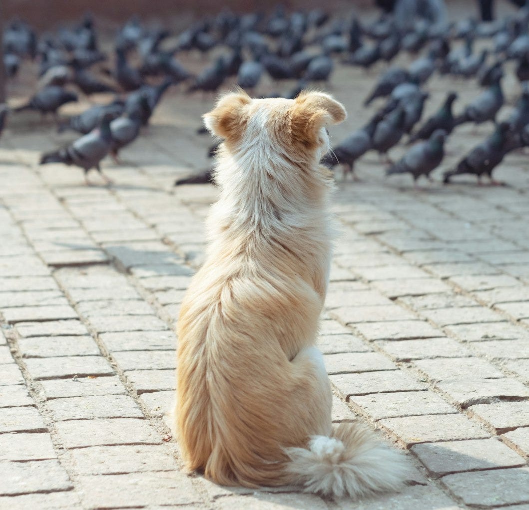 a small dog sitting on a brick walkway surrounded by pigeons a small dog sitting on a brick walkway surrounded by pigeons