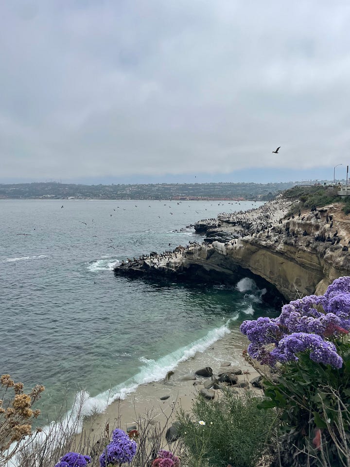 Sea lions and an ocean view