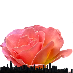 Roseland, Chicago: 1972