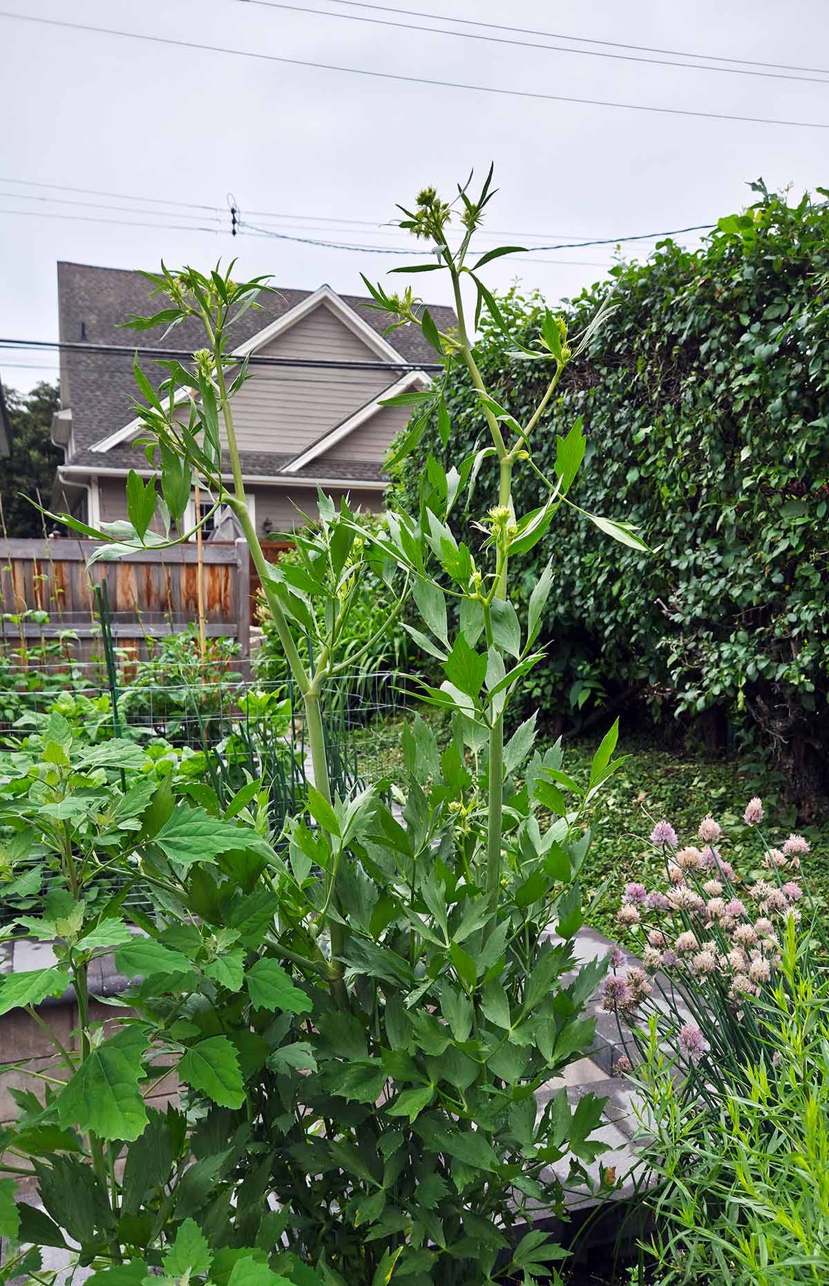 A lovage plant towers over my herb garden. A lovage plant towers over my herb garden.