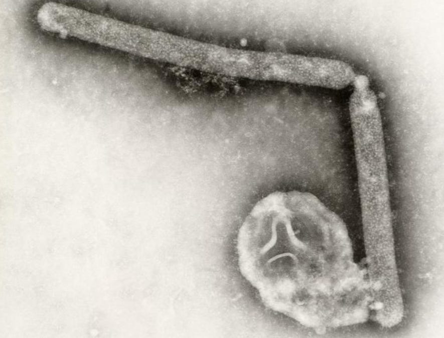 Bangladesh reports 3rd H5N1 avian influenza case of 2026