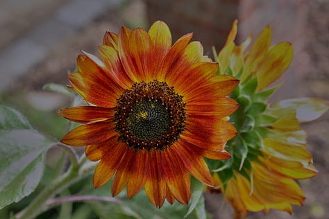 sunflowers of various colors