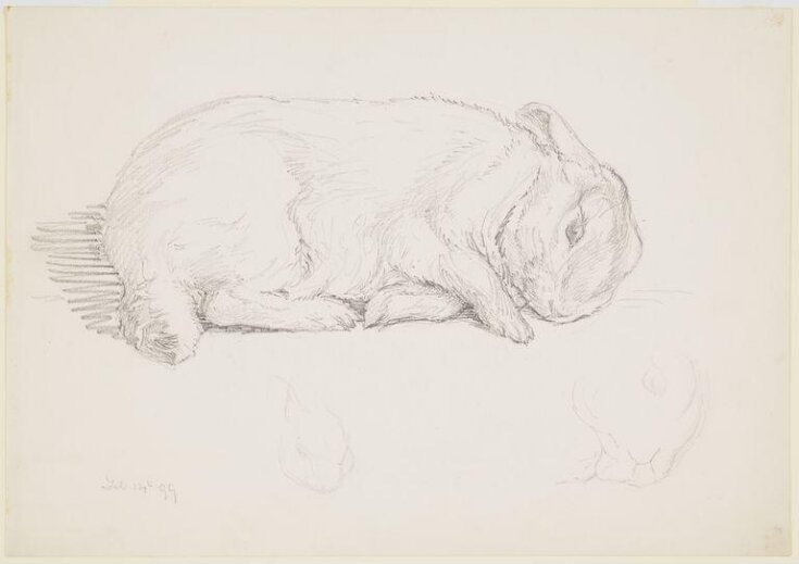 Study of a rabbit lying down (Peter) top image