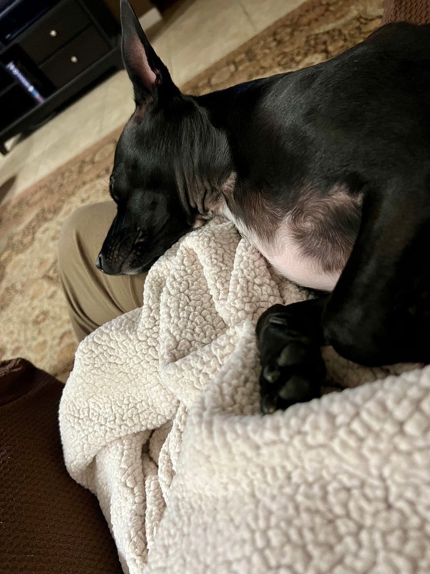 Small black dog asleep next to their owner on the recliner.