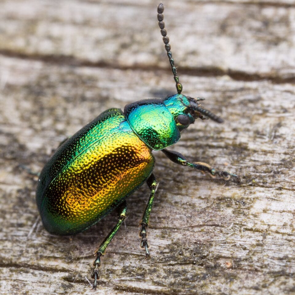jewel beetle jewel beetle