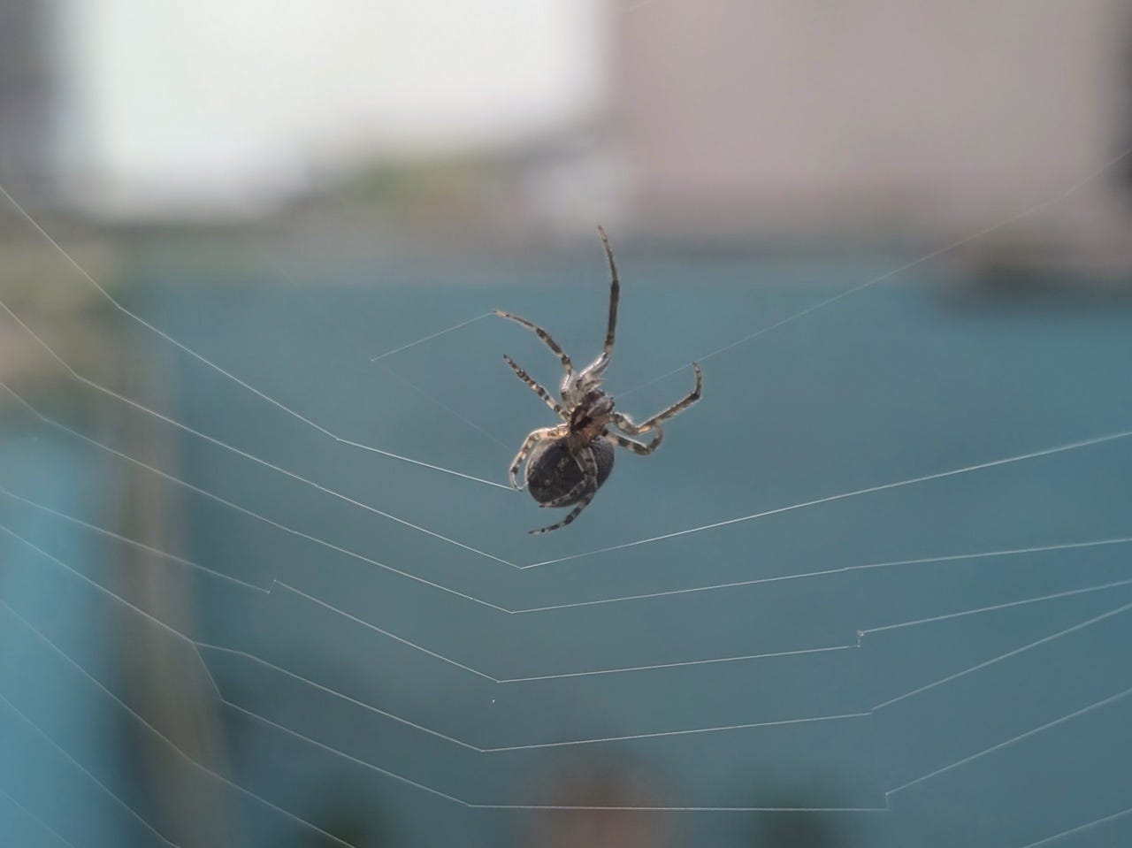 Spider spinning its web