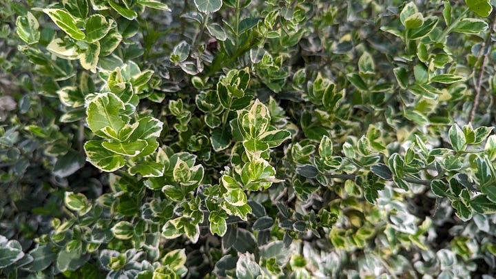 На зображеннях квіти та рослини: жовтого, фіолетового та рожевого кольору.