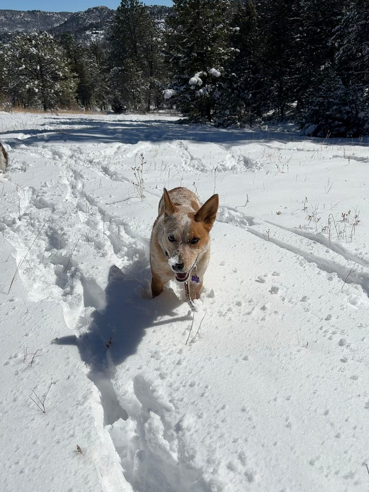 a red heeler Australian Cattle Dog as a puppy with a toy and at three years old in the snow