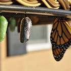 🐛 Les grandes histoires parlent de transformation