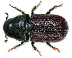 Forester's Blog: Mountain Pine Beetles ...