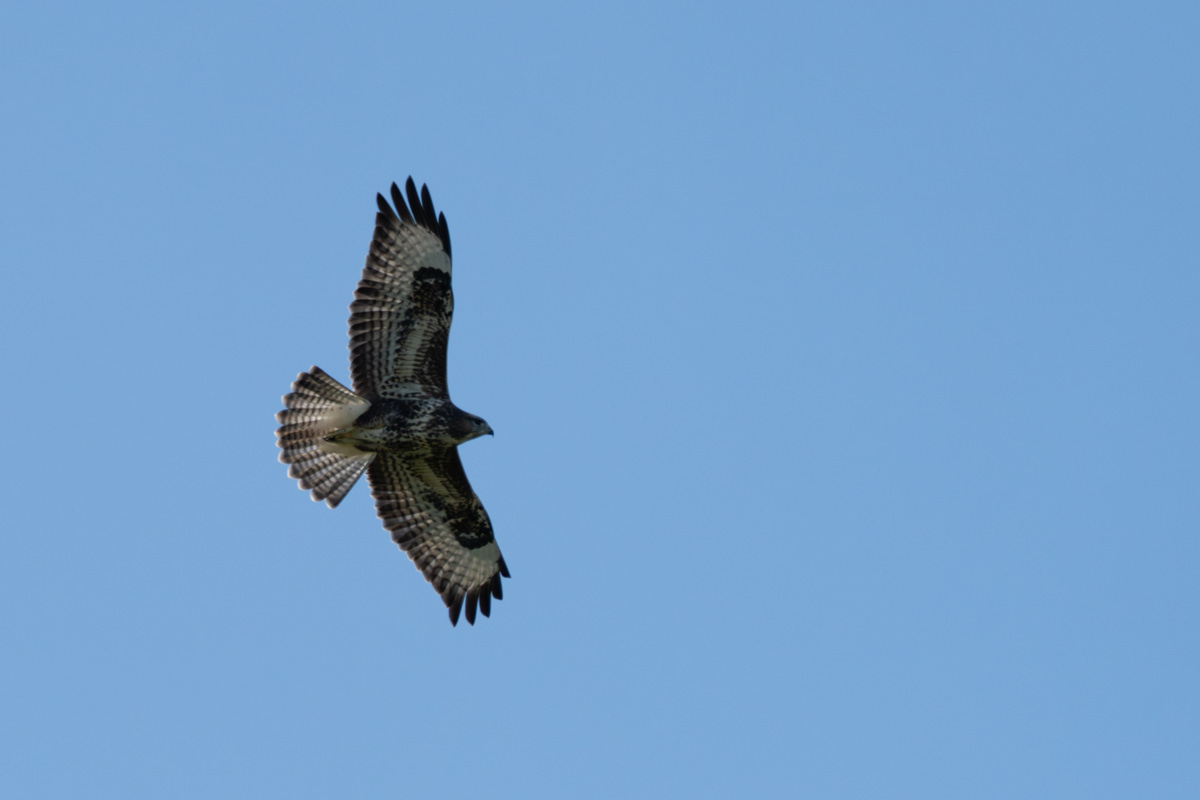 A chunky bird of prey with a fanned tail and beautiful brown and white mottled feathers flies through a blue sky A chunky bird of prey with a fanned tail and beautiful brown and white mottled feathers flies through a blue sky