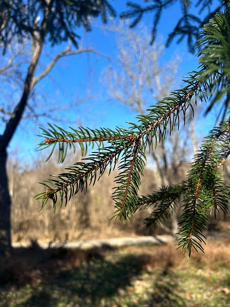 Three images show the evergreen spruce tree in Nicole's yard. The first image is of a snow-covered branch. The second image is taken looking up from the tree's base, where all its branches are visible. The last photo is of a singular branch in the autumn, still green and enjoyable to look at.