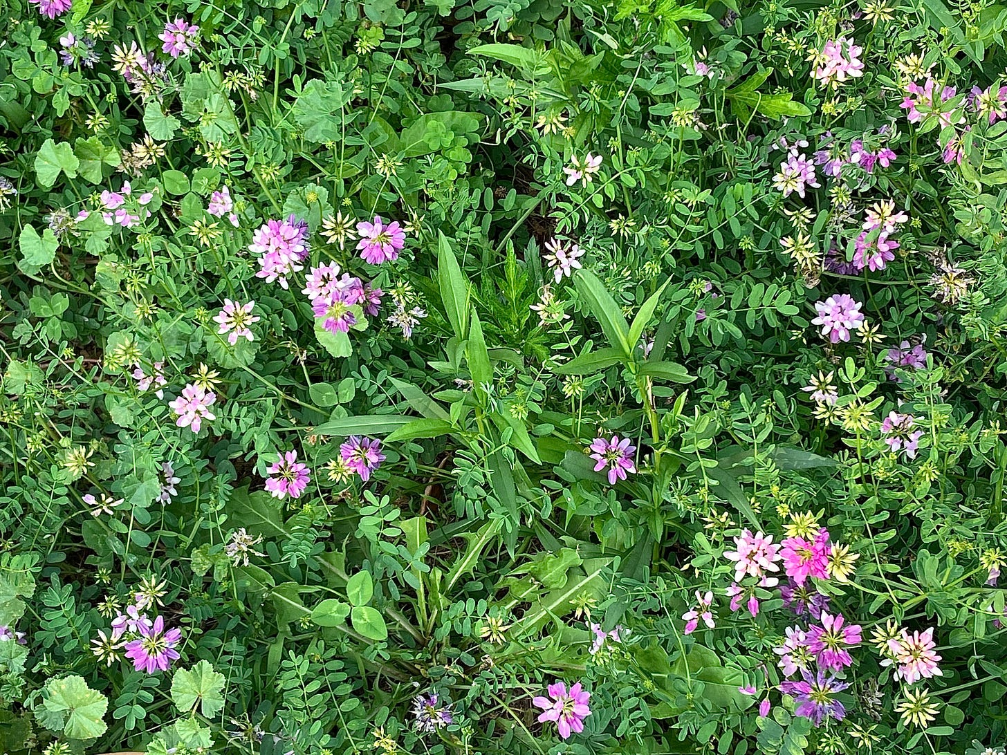 Close-up of Crownvetch, little purple flowers, surrounded by green leaves