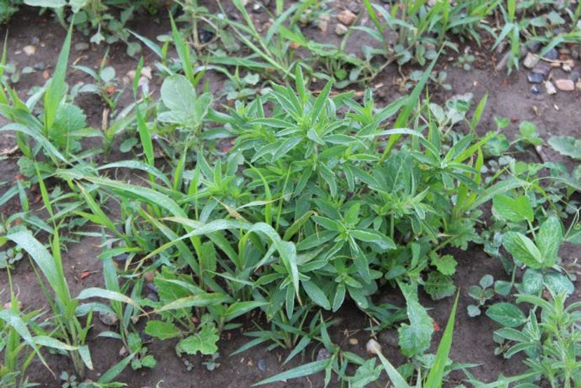 Kochia