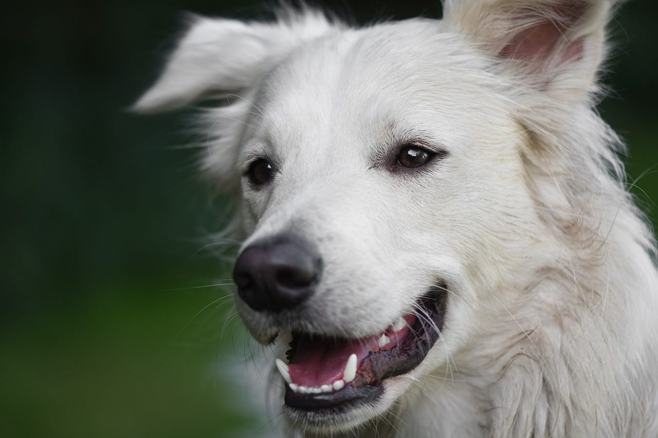 Portrait of a happy dog with her mouth open, loose floppy ears, and relaxed eyes. 