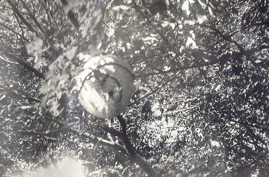 Wasp nest
