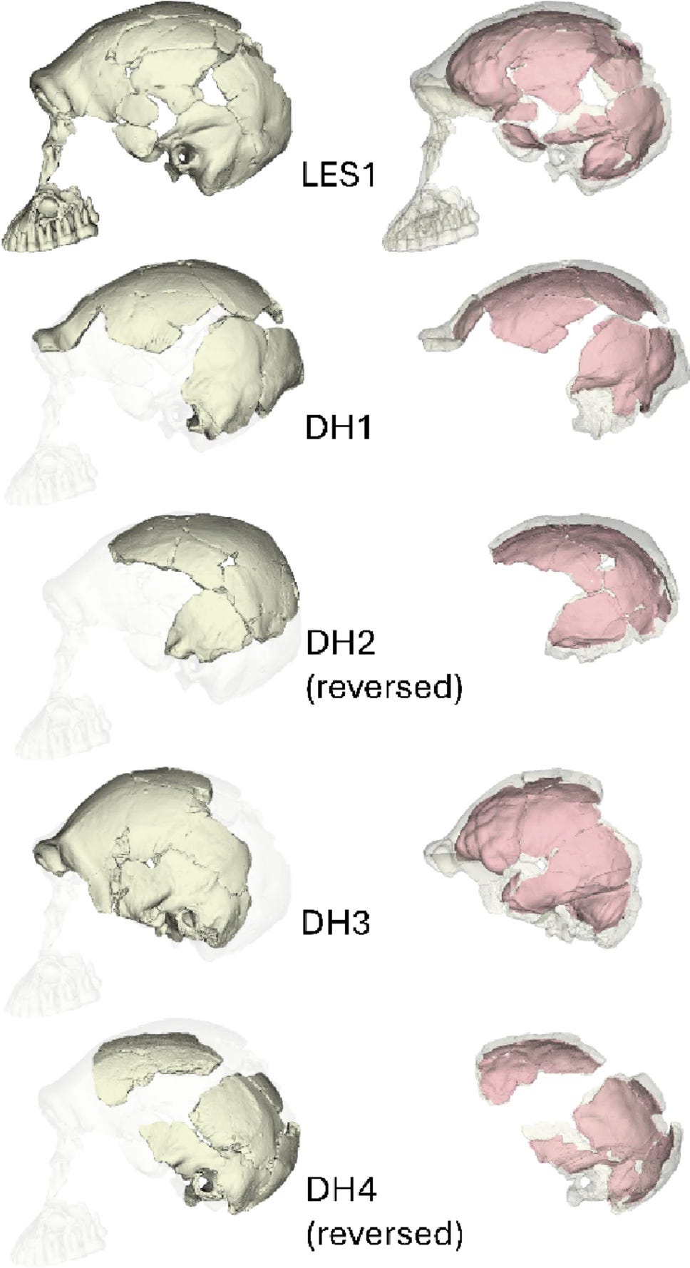 Partial crania (left) and endocasts (right) of Homo naledi. Each fossil is visually scaled to roughly the same size and positioned at the same antero-posterior anatomical position as LES1. Note that DH2 and DH4 preserve the right side of the cranium and are reversed here