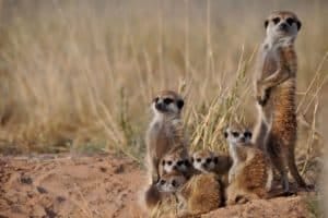 New research finds that testosterone-fueled aggression by the matriarch is a crucial part in the evolution of cooperation in meerkat societies. Photo: Charli Davies