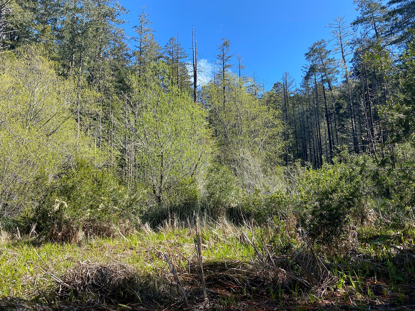 Marshy land with small, budding trees in the foreground and taller trees in the background, some blackened by fire