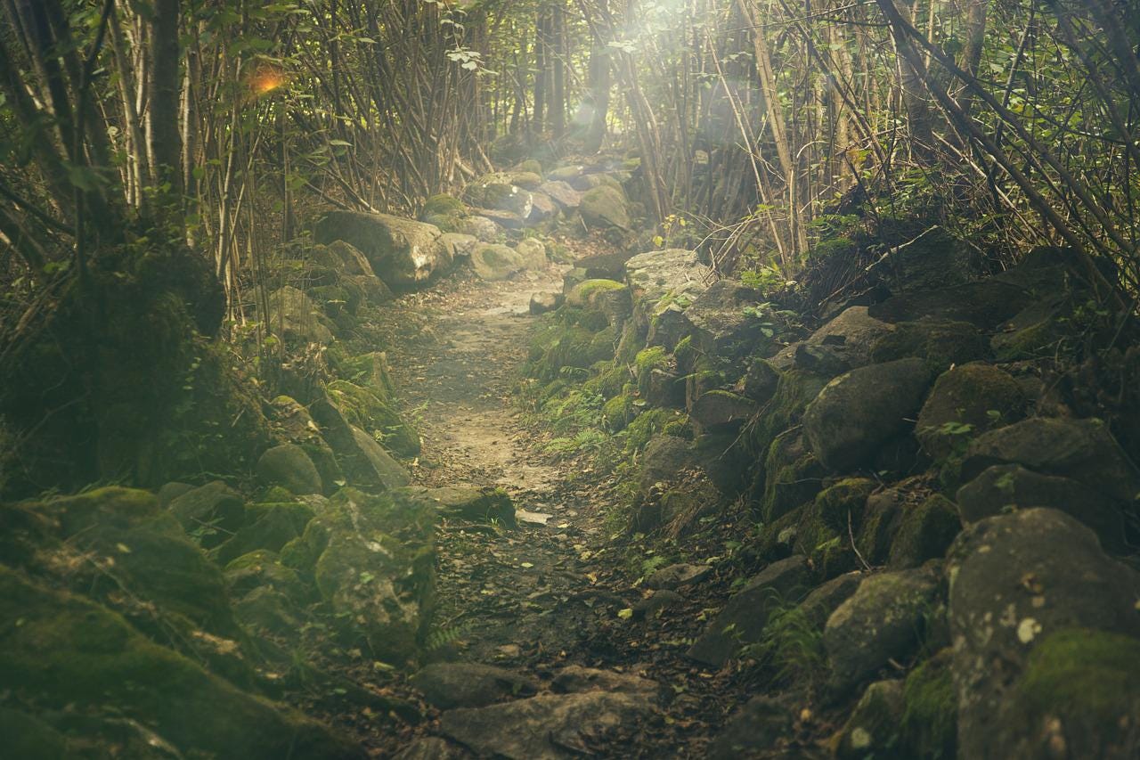 A foggy forest path of rocks and moss surrounded by saplings.