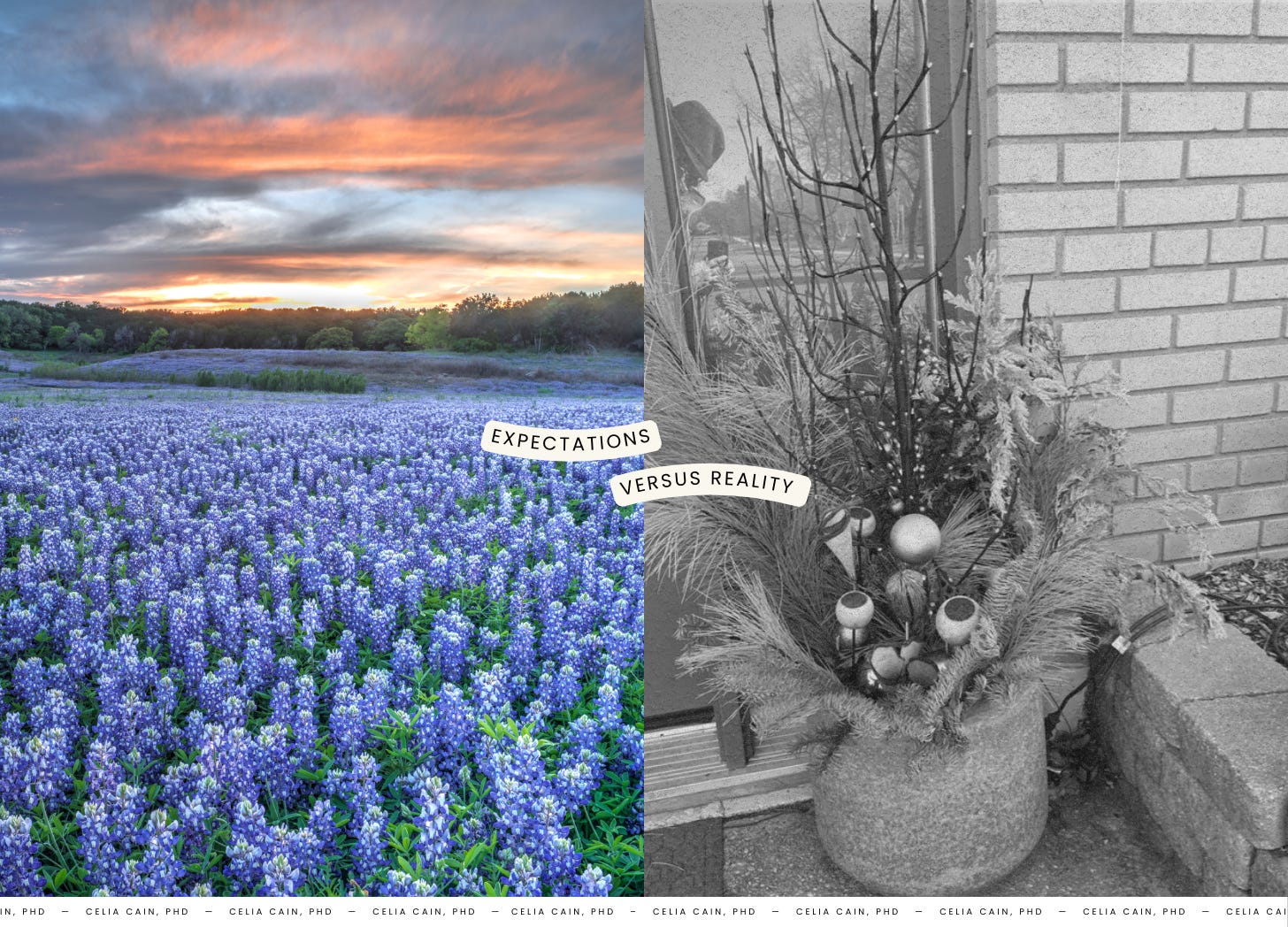 A split-image comparison labeled “Expectations vs. Reality.” On the left, a vibrant field of bluebonnets under a colorful sunset. On the right, a black-and-white photo of a winter planter with bare branches and dried foliage. A visual representation of the contrast between anticipated spring blooms and the reality of seasonal timing. A split-image comparison labeled “Expectations vs. Reality.” On the left, a vibrant field of bluebonnets under a colorful sunset. On the right, a black-and-white photo of a winter planter with bare branches and dried foliage. A visual representation of the contrast between anticipated spring blooms and the reality of seasonal timing.