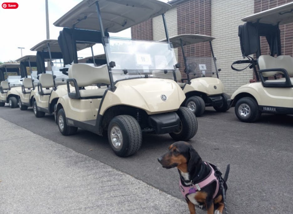 Dachshund mix sits in front of golf carts Dachshund mix sits in front of golf carts