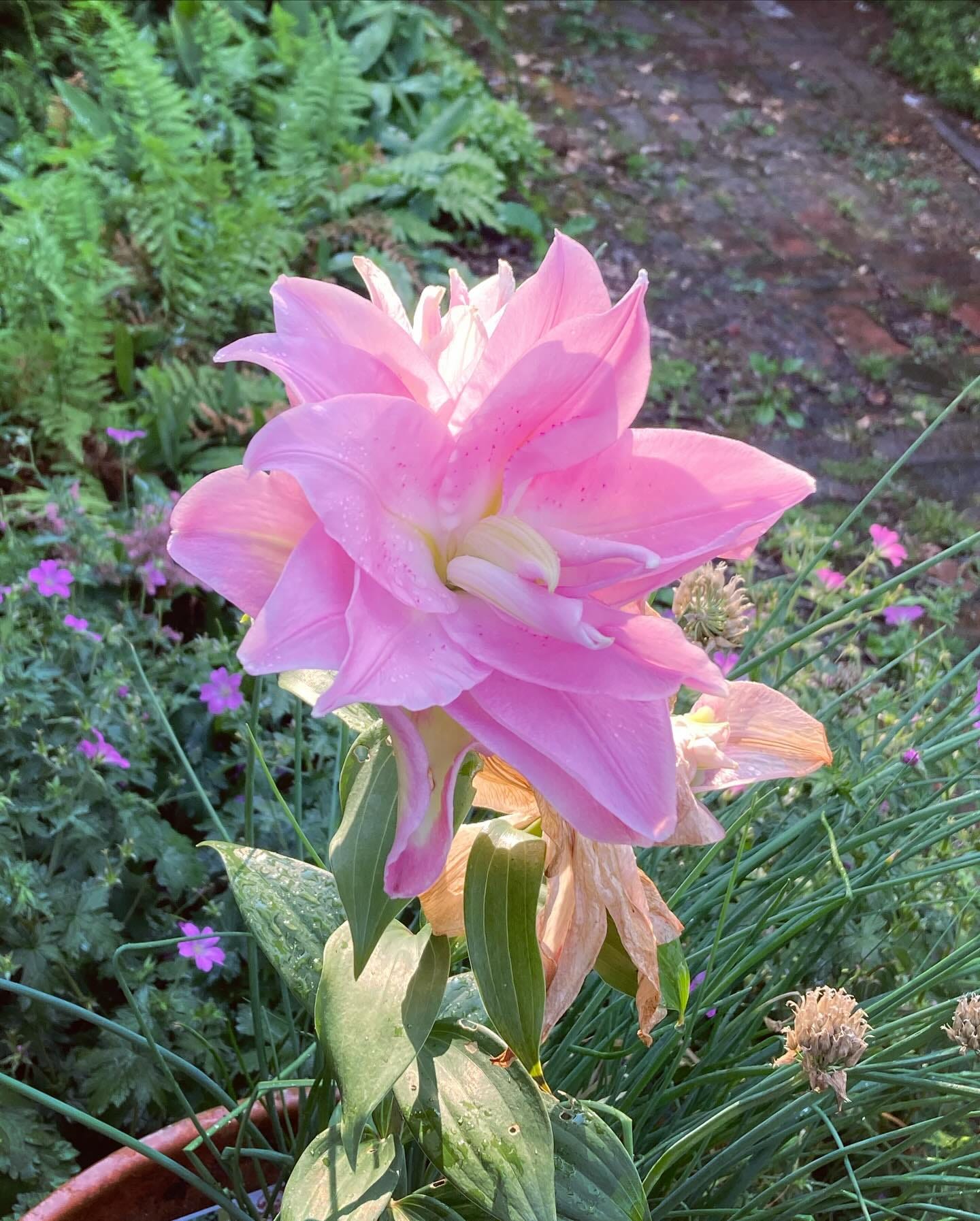May be an image of belladonna lily