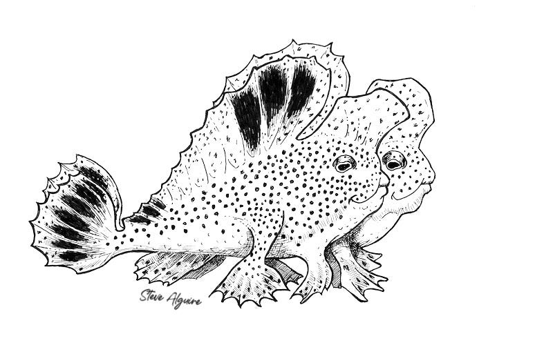 Ink drawing of a pair of handfish walking together, both raised up on their fins as if they were legs.
