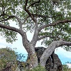 Stone-making Fig Trees Offer Surprising Climate Solution