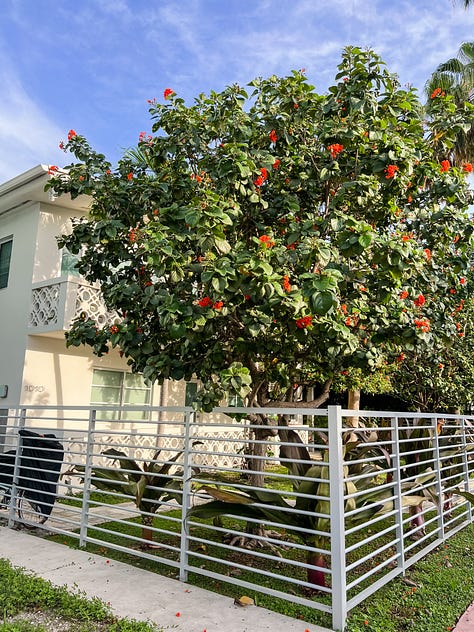 Photos of trees, plants and flowers on sunny summer days.
