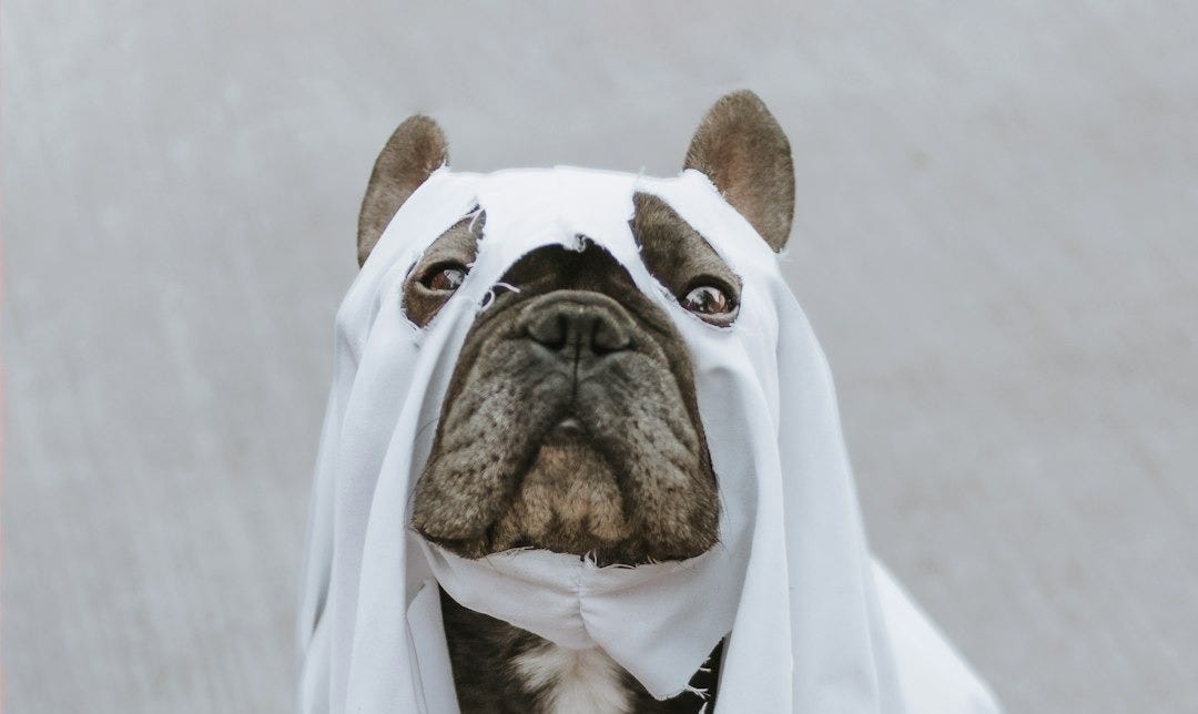 brown and white short coated dog in white textile