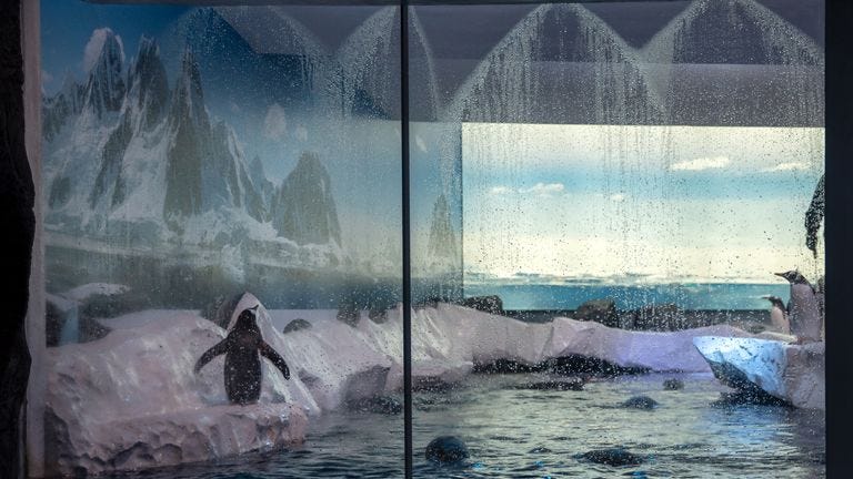 Pressure grows to release 15 penguins 'trapped in basement without sunlight  or fresh air' | UK News | Sky News