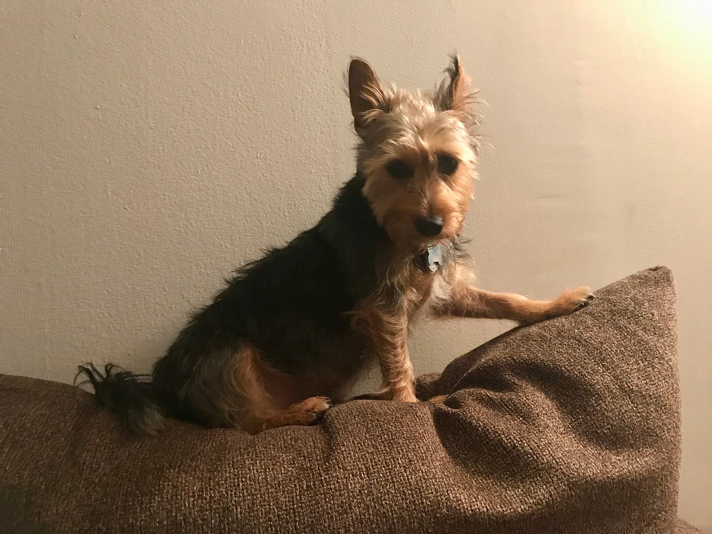 Tan and black terrier in a model pose
