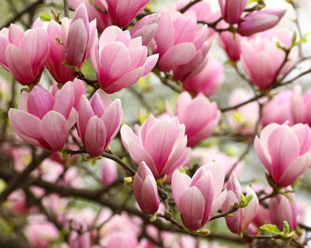 6 Spots Around The District To View DC's Saucer Magnolia Blooms