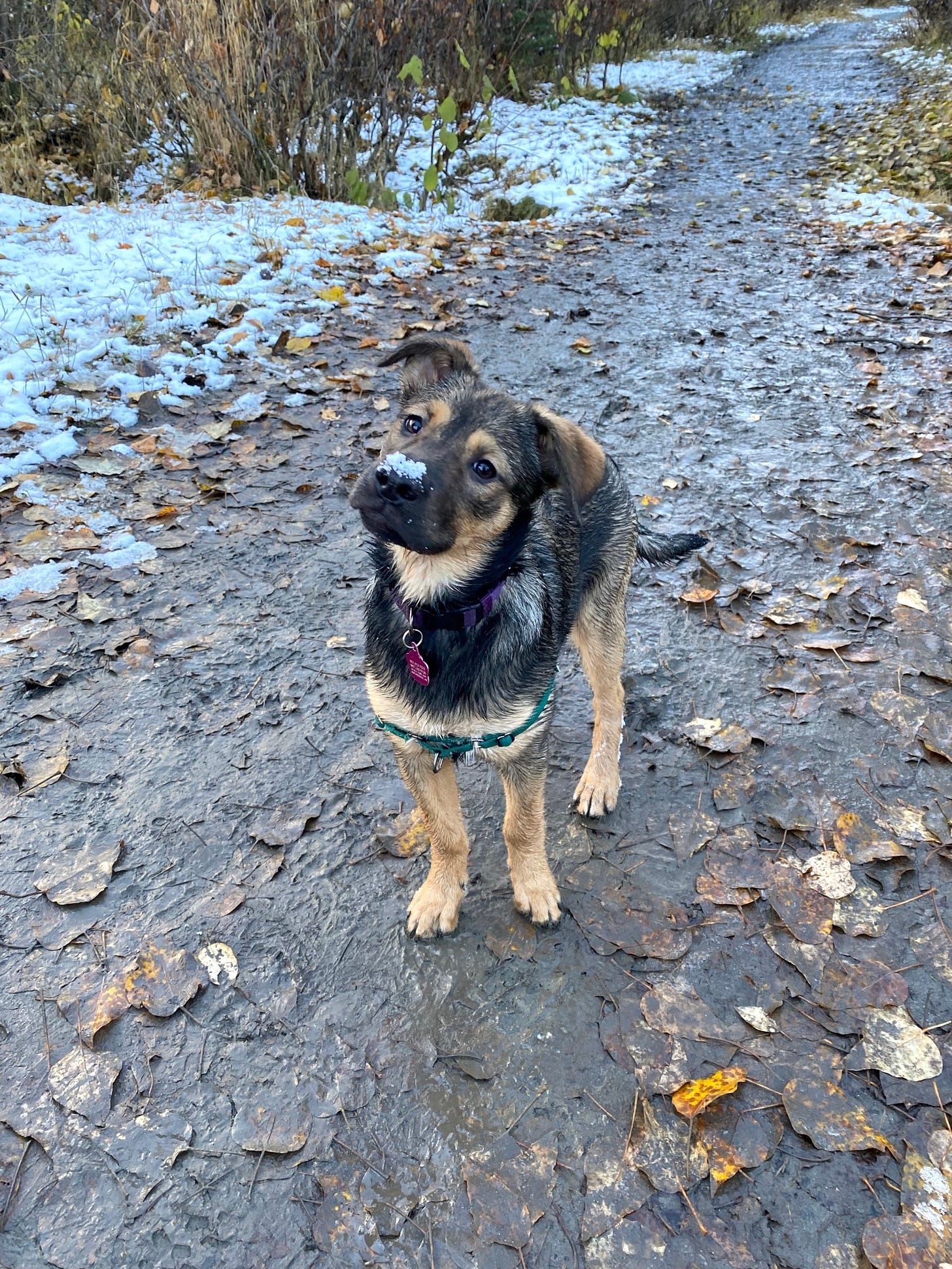 Tan and black puppy standing in the midst of leaves and an icy path, her head cocked to the side and snow on her nose.
