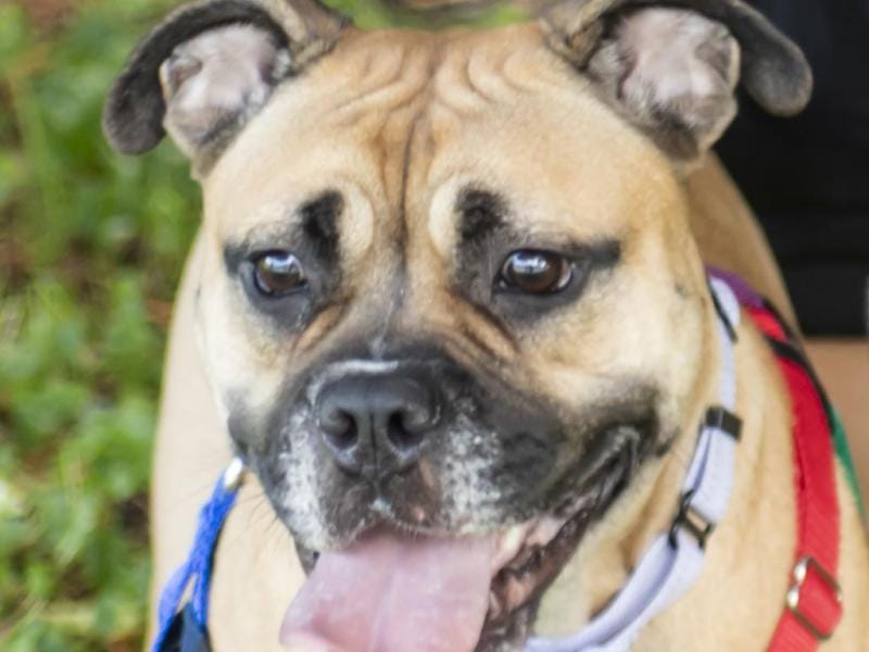 Luna Lovegood, an enchanting canine with a heart as big as the moon, seeks a loving home