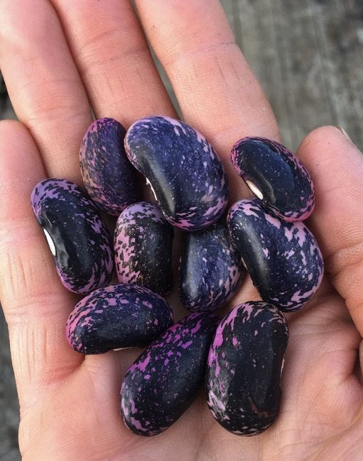 Germinating The Ancient Seeds Within - embarking on a journey towards an ethnoecologically rooted regeneratively guided Ethnogenesis 