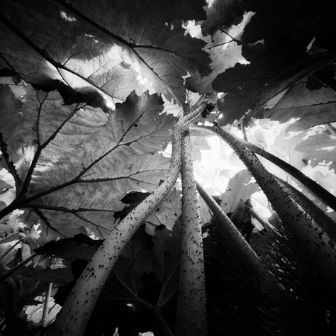 The giant gunnera planation at Trebah Garden in Cornwall