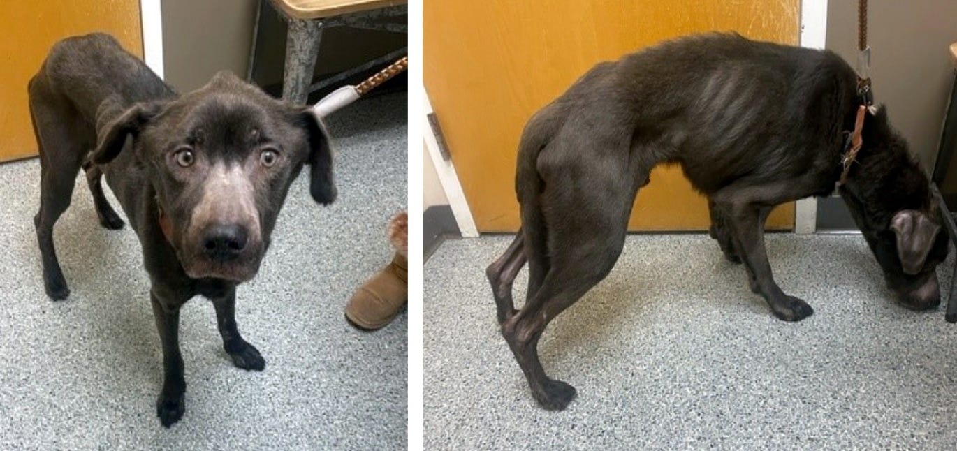 West Monroe man faces felony animal cruelty charges